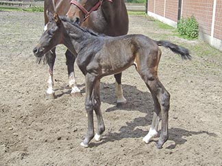Hengstfohlen
