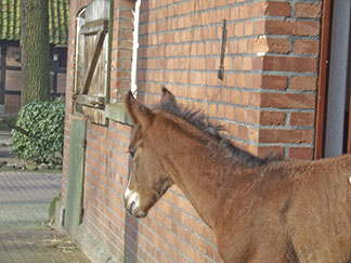 Hengstfohlen