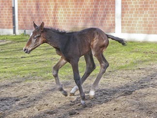 Fohlen